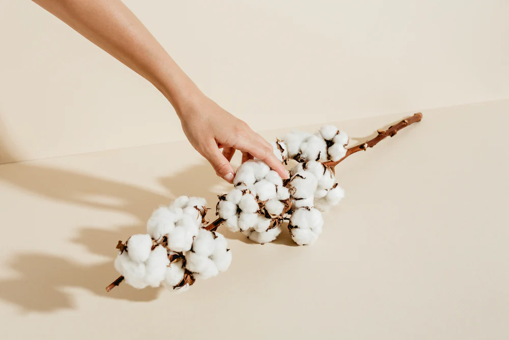 Cotton plant